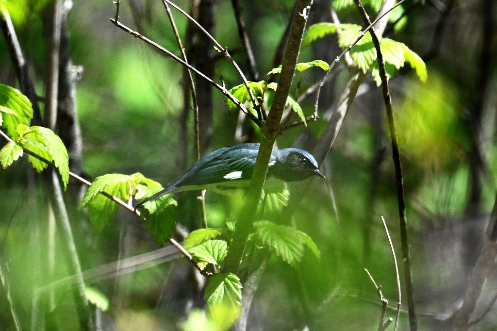 Warbler, Black-throated Blue, 2025-05077544 Parker River NWR, MA.JPG - Black-throated Blue Warbler. Parker River National Wildlife Refuge, MA, 5-7-2025